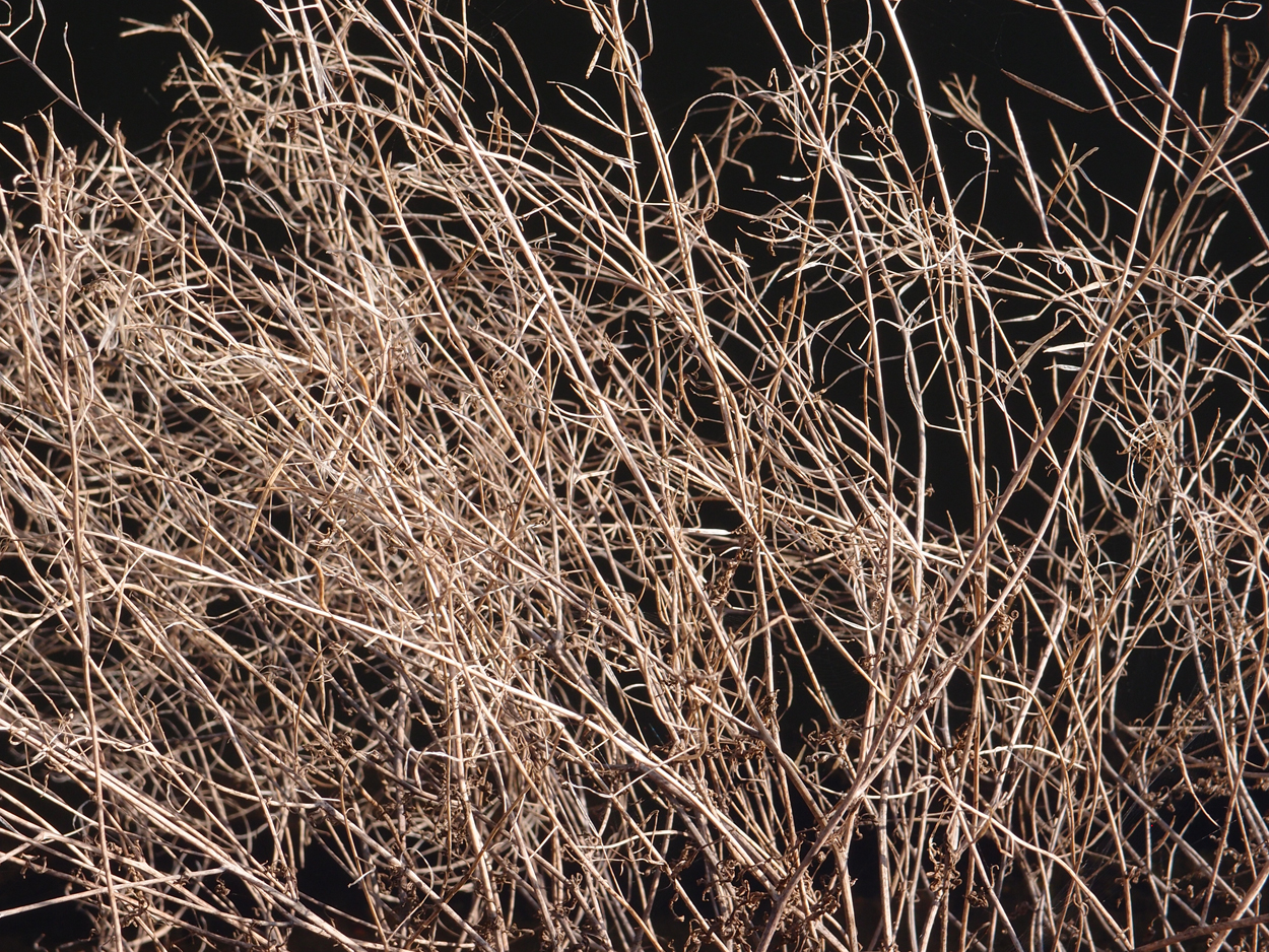 2019-10-14 Spatzen am Heckmannufer (Fieldrecording Video)